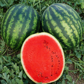 Меренга F1 насіння кавуна тип кр.св. раннього 60-65 дн. 11-13 кг окр. (Cora Seeds)