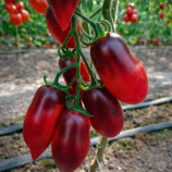 Гурман F1 семена томата индет раннего слив с носик 60-100 гр фиол-розов (Breeding Seeds)