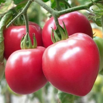 Розовый Спам F1 семена томата индет раннего сердцев роз (Breeding Seeds)