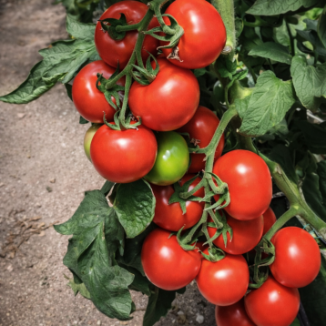 Канакан F1 насіння томату індет. раннього окр. 220-280 гр. червоний (Manier)