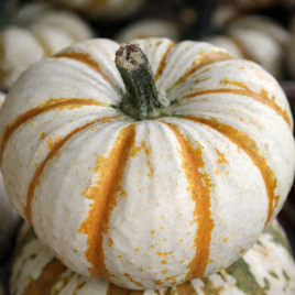 Кемон семена тыквы тип Хеллоуин 07-12 кг кремов (Clause)