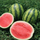 Виктория F1 семена арбуза тип Кр.Св. ультрараннего 56-60 дн. 5-9 кг окр. (Nunhems)