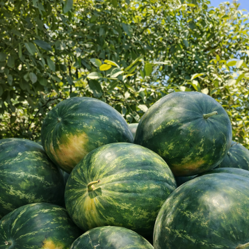 Цитадель F1 семена арбуза тип крсв среднего 70-75 дн 11-16 кг овал (Sakata)