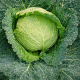 Савонарх F1 семена капусты савойской средней 90-95 дн. 2-2,5 кг (Sakata)