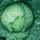 Савой Кинг F1 семена капусты савойской среднеранней 85-90 дн. 1,8-2,2 кг (Sakata)