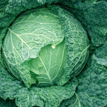 Савой Кинг F1 семена капусты савойской среднеранней 85-90 дн. 1,8-2,2 кг (Sakata)