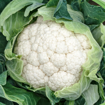 Найроби F1 семена капусты цветной средней 83-90 дн. 1,0-2,5 кг бел. (Sakata)
