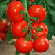 Мико F1 семена томата индет. раннего 65-70 дн. окр. 200-230 гр. красный (Sakata)
