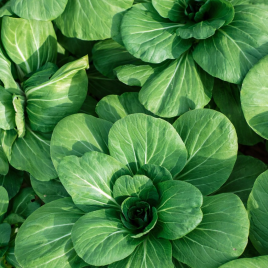 Мей Цін Чой F1 насіння капусти китайської Пак Чой ультраранньої 30-45 дн. 0,35-0,6 кг (Sakata)