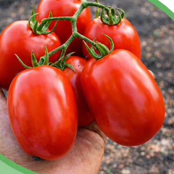 Куско F1 насіння томату дет. середньораннього 72-78 дн. слив. 130-160 гр. червоний (Sakata)