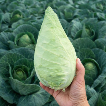 Кейп Верде F1 насіння конічної капусти середньої 70-80 дн. 0,8-1,2 кг зел. (Sakata)