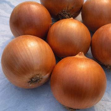 Анжеліка F1 (Angelika F1 (CRX 2509)) насіння цибулі ріпчастої ультраранньої 80-85 дн. жовтої (Cora Seeds)