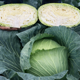 Манук F1 (калібр.) насіння капусти б/г середньої 85-100 дн. 1,5-3,0 кг припл. (Rijk Zwaan)