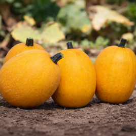 Альденте F1 семена тыквы тип Спагетти среднеранней 1-1,5 кг (Sakata)