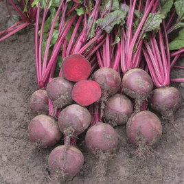 Буряк столовий Бреско F1