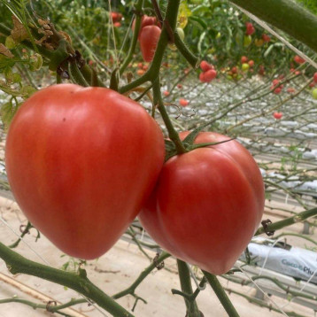 Розе Лав F1 насіння томату індет. раннього 65-70 дн. серцев. 250-300 гр. рожев. (Yuksel)