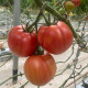 Розе Лав F1 семена томата индет. раннего 65-70 дн. сердцев. 250-300 гр. розов. (Yuksel)