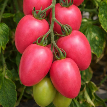 Элипсо Пинк F1 семена томата индет. раннего 60-65 дн. слив. 120-140 гр. розов. (Leda)