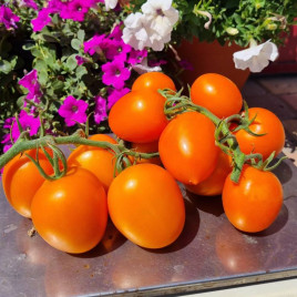 Еліпсо Оранж F1 насіння томату індет. раннього 60-65 дн. слив. 90-110 гр. помаранч. (Leda)