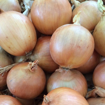 Стартер F1 насіння цибулі ріпчастої ранньої 100-105 дн. 130-140 гр. жовтої (Hazera)