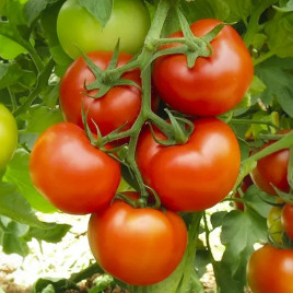 Мамбато F1 насіння томату індет. раннього рожевого (Leda Agro)