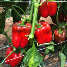 Овідіо F1 насіння перцю солодкого тип Блочний середньораннього 300-350 гр. 10х10см 8мм зел./червон. (Esasem)