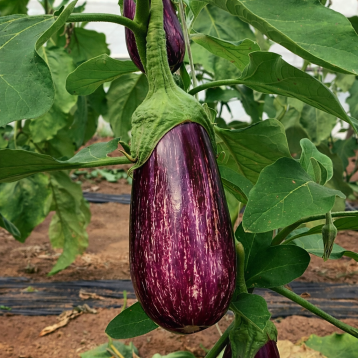 Дафне F1 семена баклажана среднераннего 400-500 гр. 17-20 см удл.-цилиндр. полос. (Esasem)