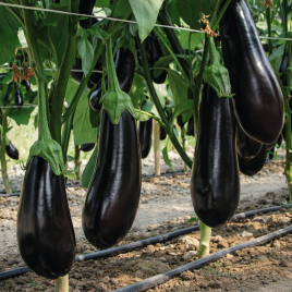 Майорка F1 семена баклажана ультрараннего 57-65 дн. 250-300 гр. 20-25 см удл.-цилиндр. (Esasem)