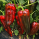 Ланча F1 насіння перцю солодкого тип Угорський раннього 53-63 дн. 190-230 г. св.зел./червон. (Esasem)