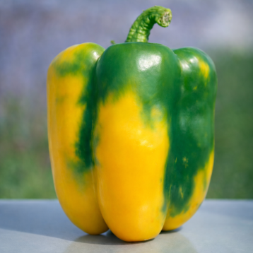 Квадрус F1 насіння перцю солодкого тип Блочний середньораннього 67-72 дн. корот.-куб. 400-450 гр. 11х13см 10мм зел./жовт. (Esase