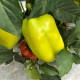 Килабер F1 семена перца сладкого тип Каппи раннего 78-80 дн. длин.кон. 160-180 гр. 18-20 см 5-7мм зел./красн. (Leda Agro)