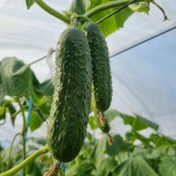 Фурор F1 насіння огірка партенокарп. раннього 10-12 см (Leda Agro)