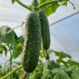 Фурор F1 насіння огірка партенокарп. раннього 10-12 см (Leda Agro)
