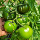 Браун Стар F1 насіння томату індет. середньораннього окр.-припл. 200-240 гр. коричн. (Leda Agro)