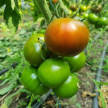 Браун Стар F1 семена томата индет. среднераннего окр.-припл. 200-240 гр. коричн. (Leda)