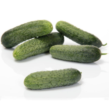 Теслин F1 семена огурца корнишона партенокарп. раннего 30-35 дн. 11-13 см (Sakata)