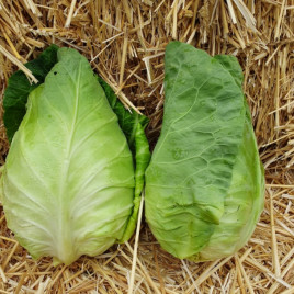 Кейп Хорн F1 насіння конічної капусти ранньої 55-65 дн. 0,8-1,4 кг зел. (Sakata)