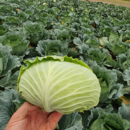 Свити F1 семена капусты б/к средней 80-90 дн. 2-3 кг припл. (Sakata)