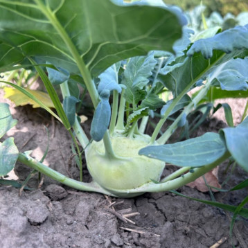 Квік Стар F1 насіння капусти кольрабі ультраранньої 35-45 дн. 0,2-0,5 кг зел. (Sakata)