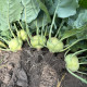 Квик Стар F1 семена капусты кольраби ультраранней 35-45 дн. 0,2-0,5 кг зел. (Sakata)