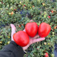 Буєно Віста F1 насіння томату дет. раннього 65-70 дн. слив. 150-180 гр. червоний (Sakata)