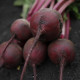 Аурора F1 семена свеклы столовой среднепоздней 115-120 дн. окр. (Sakata)