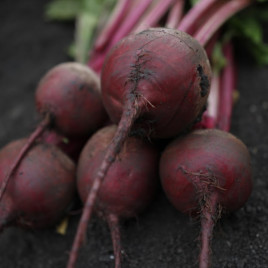 Аурора F1 семена свеклы столовой среднепоздней 115-120 дн. окр. (Sakata)