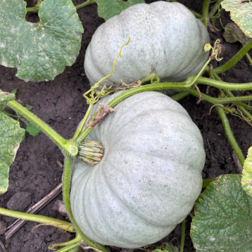 Краун Принс F1 семена тыквы тип Серый средней 3-4 кг (Sakata)