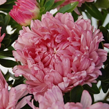 Тауер кремово-розовая семена астры пионовидной (Satimex)