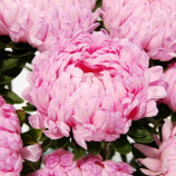 Тауер лососевая семена астры пионовидной (Satimex)