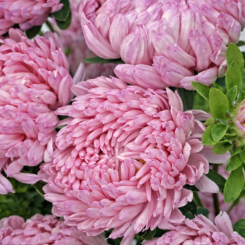 Тауер пінк насіння айстри піоновідної (Satimex)