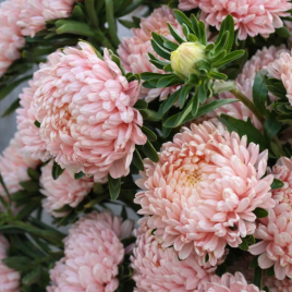 Тауер шампань семена астры пионовидной (Satimex)