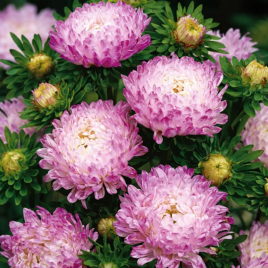 Тауер срібно-рожева насіння айстри піоновідної (Satimex)