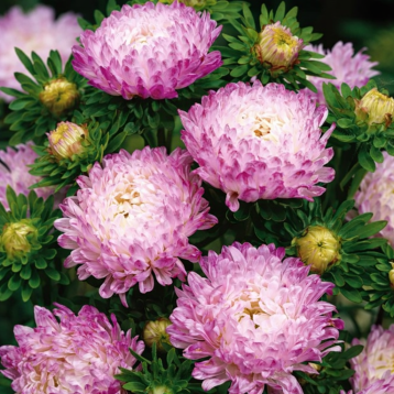 Тауер серебряно-розовая семена астры пионовидной (Satimex)